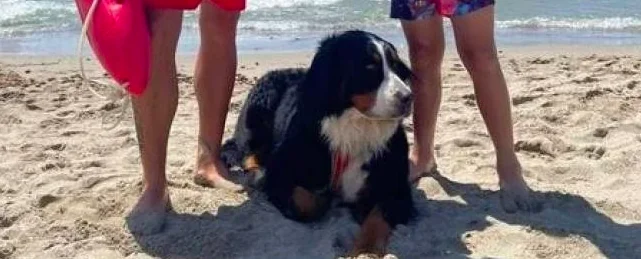 Tirrenia: bimbo in difficoltà in mare salvato da un cane bagnino